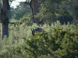 Africa 277 : Africa, Animal, Black Rhino, Botswana, Mammal, Mombo, Okavango